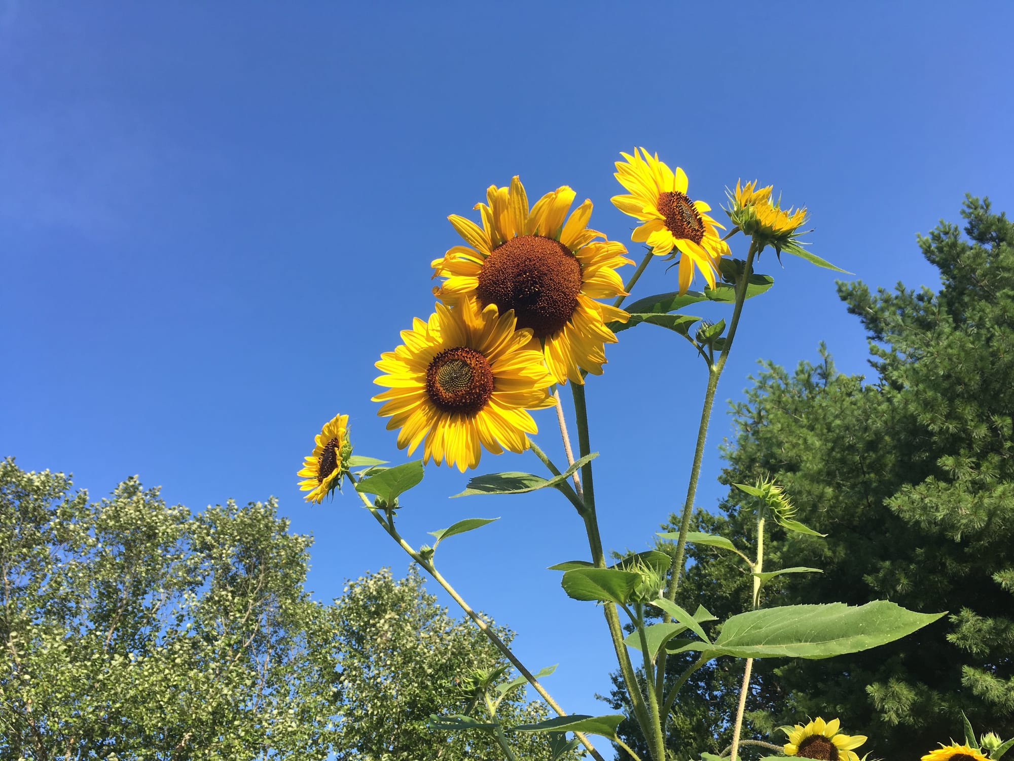 Bellevue Neighborhood Planting Project