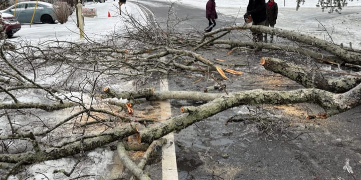 A large tree is laying across a snowy, icy road. A couple people are in the background moving limbs out of the way. 